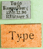 CollectionObject 1569856; 7b656194-100c-4460-a7d9-582d280ca7b3: labels (syntype). (CollectionObject).
