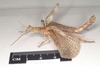 CollectionObject 1561348; NHMUK(SF IMPORT DUPLICATE) 845172-845173, 023e3109-caa2-4943-bf8c-569cbda484df: copyright Natural History Museum, London. male, lateral view (syntype). (CollectionObject).