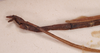 CollectionObject 1559984; b038bffd-060c-4102-a8e9-78f382141b50: copyright SAM, Adelaide. male: end of abdomen, lateral view of Necroscia bella (holotype). (CollectionObject).