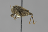 CollectionObject 1523452; b911f957-2441-441a-abdb-03d2ec89ddf0: male, lateral view (holotype). (CollectionObject).
