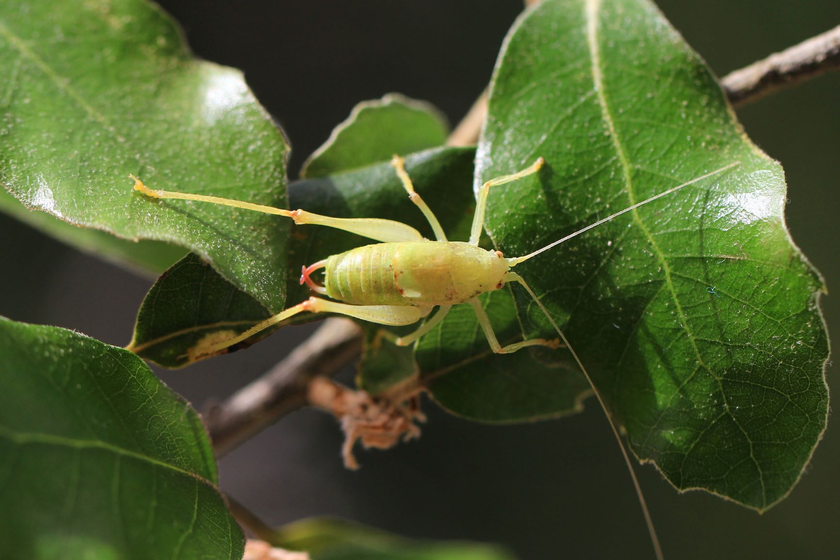 male in dorsal view (Croatia, Olib Island). Depicts Cyrtaspis scutata (Charpentier, 1825), an Otu.