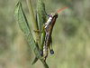 Pseudoscopas nigrigena (Rehn, 1913): female (Argentina, Misiones, El Soberbio). (Otu).