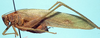 CollectionObject 1522488; 8173a2a8-5ccf-4fef-8e9e-38ddb1cec3aa: female, lateral view (holotype). (CollectionObject).