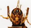 CollectionObject 1578136; 2508f2b6-5dbe-4916-89c0-71933818dc56, DORSA D020SF03: female, frontal view (syntype). (CollectionObject).