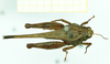 CollectionObject 1532565; 84bfe1a1-a230-49c1-b548-a707db3dc6a0: female, dorsal view (holotype). (CollectionObject).