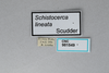 CollectionObject 2868644; CNCI 981549, 646864c6-dc57-4374-b126-452e5496088f: Schistocerca lineata. (CollectionObject).