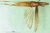 CollectionObject 1502258; 43d0cc7a-6081-4b09-884c-7f2484bba6dc: male, ventral view, paratype. (CollectionObject).