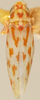 Habitus, dorsal view: Habitus (holotype, KSEM collection). (Observation).