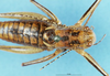 CollectionObject 1583463; 5a0c0941-6f7e-411c-99df-2ce01201e07b: male, dorsal view. (CollectionObject).