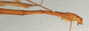 CollectionObject 1561864; NMW 1016, 9dcae8c4-2076-4cfc-83bb-7f9560cc6dce: copyright NMW, Vienna. male: end of abdomen, lateral view (holotype). (CollectionObject).