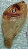 CollectionObject 1566245; a44ae0c1-b560-4653-a388-ce6f4bb0dbf3: male stridulatory file (paratype). (CollectionObject).