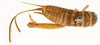 CollectionObject 1505989; ee9a8af3-ef6a-4896-8b84-3f5d623cb47d: female, dorsal view (syntype). (CollectionObject).