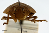 Head on Eucameruna granulosa Melichar, 1906: (Observation).