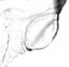 Hind wing.: Seventh marginal tubercle of A. sambuci. (Observation).