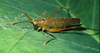 Docidocercus gausodontus Montealegre-Z. & Morris, 1999: female (Colombia, Archimya, Guaimia). (Otu).