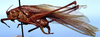Scudderia ungulata Scudder, 1898: male, lateral view (lectoallotype). (Otu).