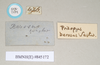 CollectionObject 1561348; NHMUK(SF IMPORT DUPLICATE) 845172-845173, 023e3109-caa2-4943-bf8c-569cbda484df: copyright Natural History Museum, London. male, data labels (syntype). (CollectionObject).