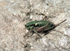 female. Depicts Anonconotus alpinus (Yersin, 1858), an Otu.