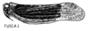 Habitus, lateral view: (Observation).