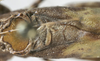 CollectionObject 1541600; b912425d-c77e-45a8-9ab5-38ab55e5656f, MNHN-EO-ENSIF1612: male stridulatory area (paratype of permaculata). (CollectionObject).