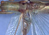 CollectionObject 1504233; e82f6eed-8994-4b98-bd66-0308ab8c78b6: male stridulatory apparatus (holotype). (CollectionObject).