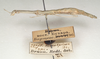 Clonaria inconspicua (Brunner von Wattenwyl, 1907): copyright St. Petersburg. female, lateral view (syntype). (Otu).