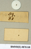 CollectionObject 1573060; NHMUK(SF IMPORT DUPLICATE) BMNH(E) 876170'''', 869d5f17-b88a-4f6e-ada1-1ba73a62440f: Copyright Natural History Museum, London. Labels from syntype (female) in BM(NH). Underside. (CollectionObject).