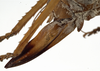 CollectionObject 1530609; 2354f80b-e95d-4349-a26e-1e9cafaeb587: female ovipositor. (CollectionObject).