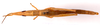CollectionObject 2704312; CNMS 15, f08e2bf3-687c-4fb0-8716-7212dd5d71c8, CNMS 15: female, dorsal view (paratype). (CollectionObject).
