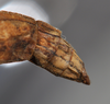 Trachythorax sexpunctatus (Shiraki, 1911): copyright NTUC. (Otu).