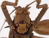 CollectionObject 1534735; 94b56ed9-1d7f-4b61-907f-e5d3ce4c8af8: male, frontal view (paralectotype). (CollectionObject).
