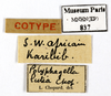 CollectionObject 1587913; MNHN(SF IMPORT DUPLICATE) MNHN-EP-EP837, 57289537-f329-4980-9bc5-a0d56504fdcf: CC BY-NC-ND 4.0/MNHN - Depraetere Marion - 2014. Syntype, male, of lutea Chopard, 1929. Specimen number: MNHN-EP-EP837. http://coldb.mnhn.fr/catalognumber/mnhn/ep/ep837. (CollectionObject).