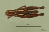 Heteracris sabaea Popov, 1981: male, dorsal view (holotype). (Otu).
