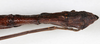 CollectionObject 1557632; NMW 644', f83f2320-a0b3-4996-b0f6-9fc414f2ffba: copyright NMW, Vienna. female: end of abdomen, dorsal view (syntype), copyright NMW, Vienna. (CollectionObject).