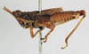 CollectionObject 1572719; 24c6a398-0aec-425d-8f3a-8c9fee0dff71: male, lateral view (paratype of Ommexecha liaspis). (CollectionObject).