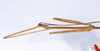 CollectionObject 1557317; f2ab634a-5114-423e-b538-a7a09412d136: copyright ANSP. male: head & thorax, lateral view (holotype). (CollectionObject).