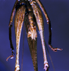 CollectionObject 1541577; fc16d8d3-40db-4d31-905e-d1c0fcf24ffd: male subgenital plate (topotype). (CollectionObject).