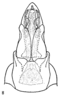Aedeagus, ventral view: !! display not done !! on Ormenaria rufifascia (Walker, 1851): (Observation).