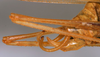 CollectionObject 1517329; 55a3ef19-f235-4c53-b411-1a9af7083c90: male cerci (holotype). (CollectionObject).
