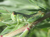 nymph (about 9 miles west of Bridgeport, Nebraska, 16 July 2020). Depicts Melanoplus lakinus (Scudder, 1878), an Otu.