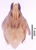CollectionObject 1522827; 0e811ad3-b337-48bc-a657-e59ee43c8fde: Male, ventral view (holotype). (CollectionObject).