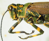 male head and pronotum, lateral view. Depicts CollectionObject 1498718; 557a9742-9f30-48d9-8b1f-3e067cbfef12, a CollectionObject.