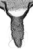 Aedeagus, ventral view.: Cauda (CA) of A. craccivora. (Observation).