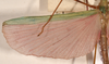 CollectionObject 1559688; 5234bfee-7bdd-45f1-9f4c-158ea6699db1: copyright OUMNH. male wings of synonym Necroscia marmessus (lectotype). (CollectionObject).