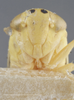 Head: !! display not done !! on Colladonus clitellarius (Say, 1831): Head/Face. (Observation).