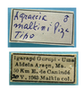 CollectionObject 1542651; 9597346e-a26d-4e5c-9ddb-7d306939850f: labels (holotype of Agraecia malkini). (CollectionObject).