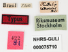 Other: !! display not done !! on Pintalia lateralis Stål, 1862: (Observation).