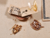 CollectionObject 1553105; NTUC 752, 6dc5aae9-d857-451c-a827-8295bd450381: copyright NTUC. Phyllodromia punctulata (syntype). (CollectionObject).