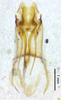 CollectionObject 1523682; 67da3785-dc28-4c80-87d3-3f7b2977fb99, ANSP1113: male genitalia, ventral view (holotype). (CollectionObject).