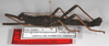 Peruphasma schultei Conle & Hennemann, 2005: copyright F. Hennemann. male (paratype). (Otu).